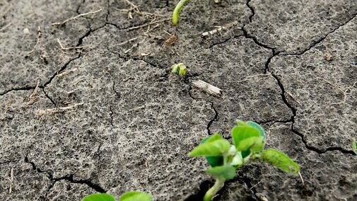 soybeans germinating in a field