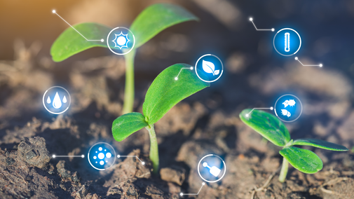 seedlings in ground