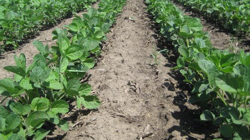 soybean field