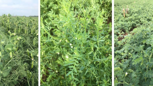 Photos of field peas, lentils and chick peas.