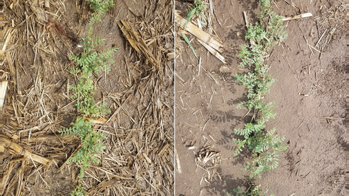 Two photos of chickpeas in the field, one grown in no-till (L) and one grown with tillage (R) at Grant in 2018