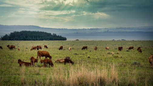 cattle on ranch