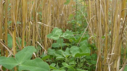 red clover sown in wheat field