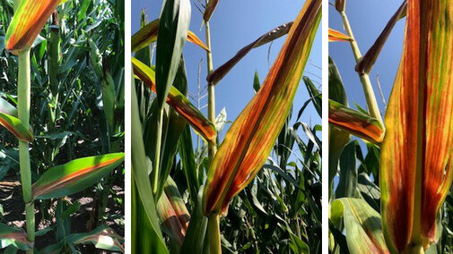 Corn leaves can turn red when the sugars from the photosynthesis process build up in leaves and stalks when there aren't enough kernels to store the sugar. (Photos by Megan Taylor)