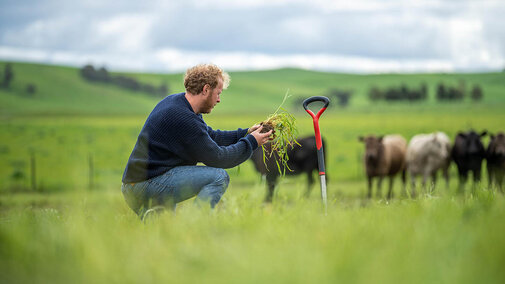 Farmer kneeling in a pasture examining a soil and root sample, with a shovel in the ground and cattle grazing in the background.