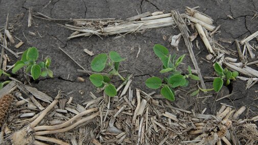 soybean seedlings 