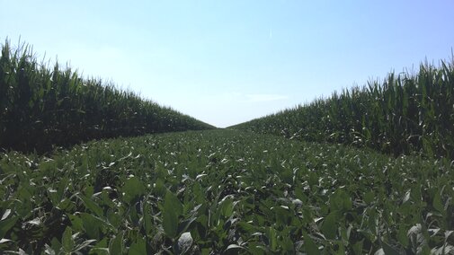 Corn and soybean strip plots