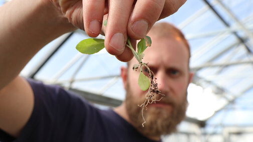 Figure 1. Nevin Lawrence, integrated weed management specialist, shows an individual rubber dandelion plant in the greenhouse at the University of Nebraska-Lincoln's Panhandle Research and Extension Center.