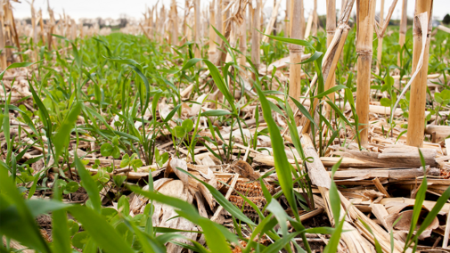 Seedlings grow in a corn residue field