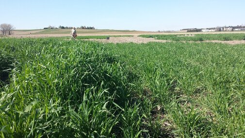 Early-planted rye (left) and late-planted rye cover crops