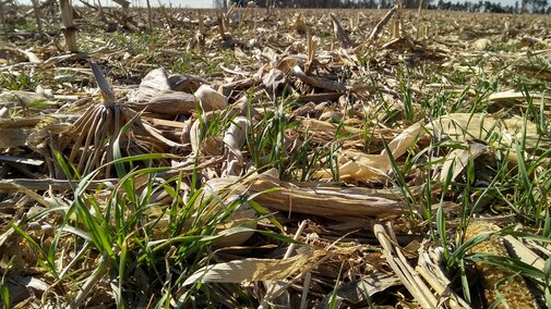 Rye in continuous corn April 19, 2018 at the Eastern Nebraska Research and Education Center near Mead