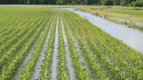 saturated corn field