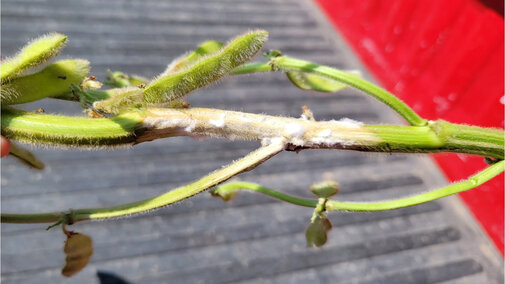 sclerotinia root and stem rot on soybean