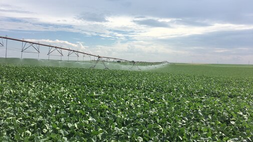 Irrigated soybean in Perkins County, NE (2019). 