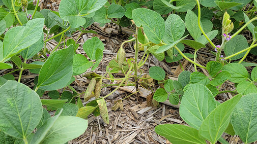 soybean seedling disease