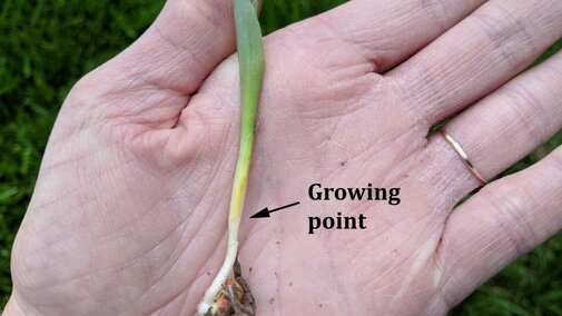 seedling in hand