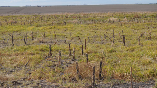 Severe wheat streak mosaic virus in sunflower stubble