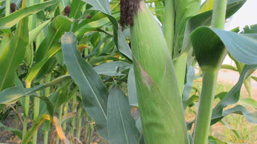 corn ear