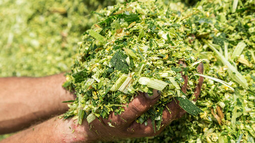 Corn silage