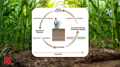 Corn plants growing in rows frame a graphic illustrating the soil health cycle, showing links between human decisions, agricultural practices, soil health and ecosystem benefits over time.