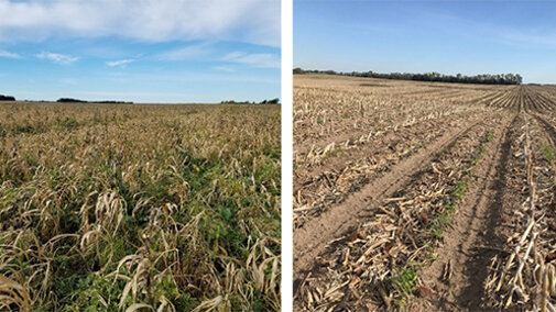 Two photos farmer fields that are conducting comparisons as part of the Soil Health Initiative