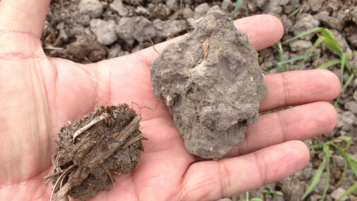 Hand holding two soil types