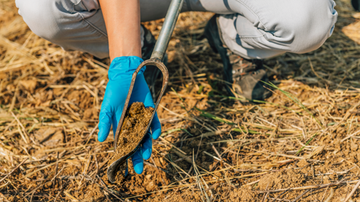 Woman pulling soil sample from ground