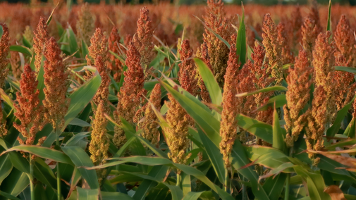 sorghum field