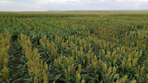 Sorghum field trial near Gordon