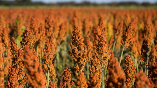sorghum hero
