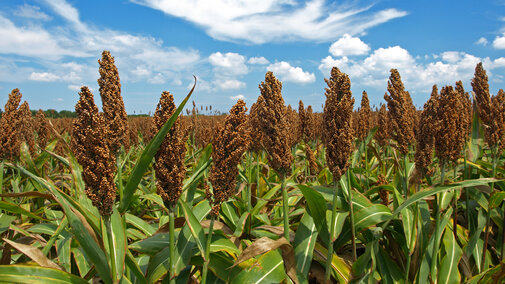 Field of sorghum