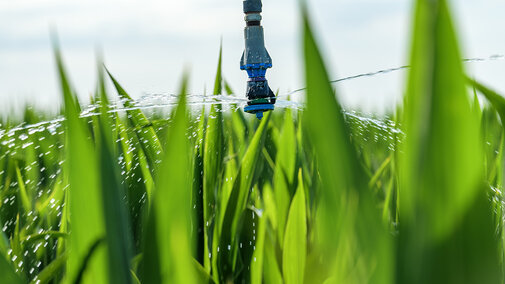 Water sprinkler irrigating a field of tall green crops under a bright sky.