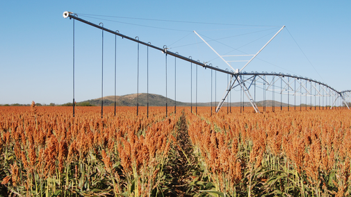 sorghum irrigation thumbnail