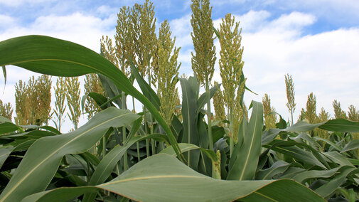 Sorghum