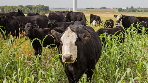 cattle grazing sorghum-sudangrass field