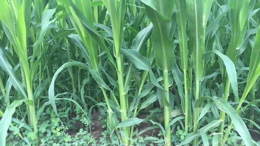 Sorghum sudan-grass