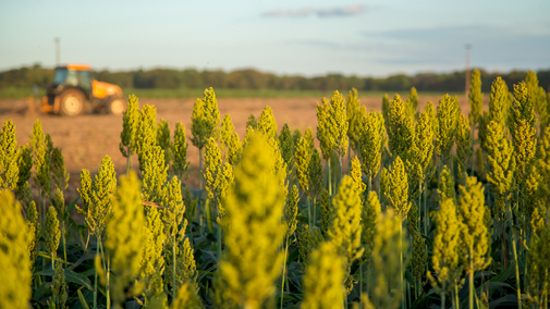 Tractor driving behind sorghum field