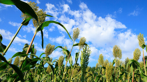 Through a $2.7 million grant from the U.S. Department of Energy, a University of NebraskaâLincoln research team is developing ways to maximize sorghum potentials across the United States.