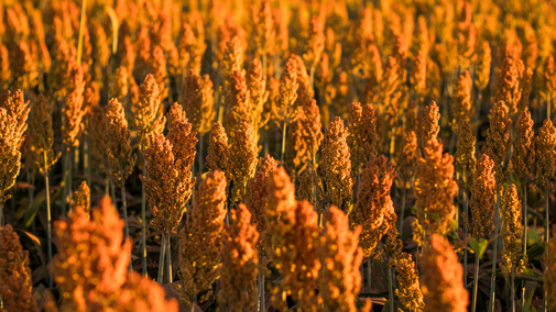 Field of sorghum