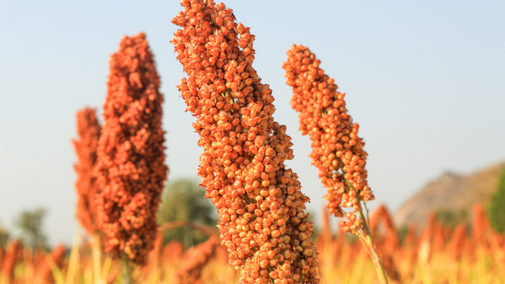 Closeup of sorghum plants