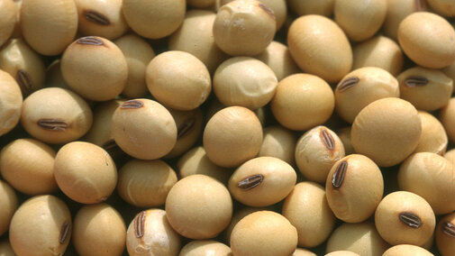 Soybeans