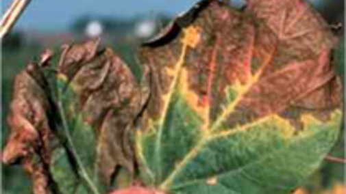 Leaf symptoms of brown stem rot of soybean