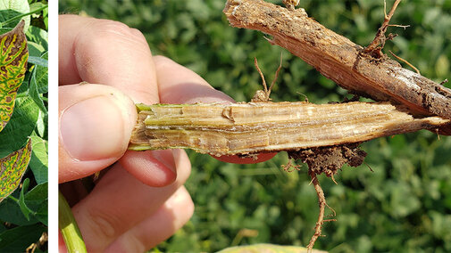 Plants with Sudden Death Syndrome (SDS) develop interveinal chlorosis (left) that progresses to defoliation and root rot. 