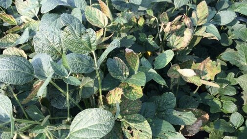 Sudden death syndrome on a soybean plant