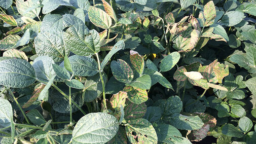 Advanced sudden death syndrome in soybean