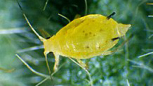 Soybean aphid