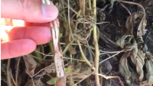 Video on identifying charcoal rot in soybean