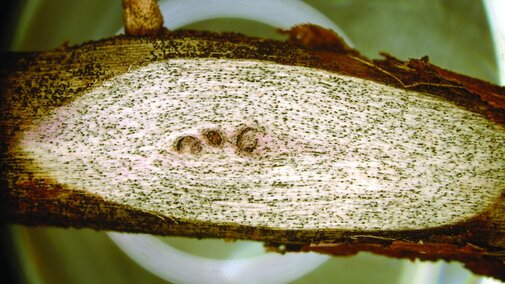 Charcoal rot in soybean