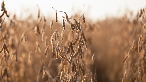 soybean field hero