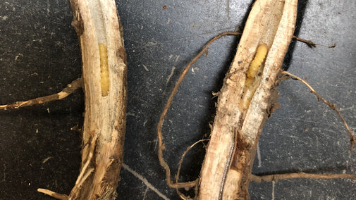 Dectes stem borer